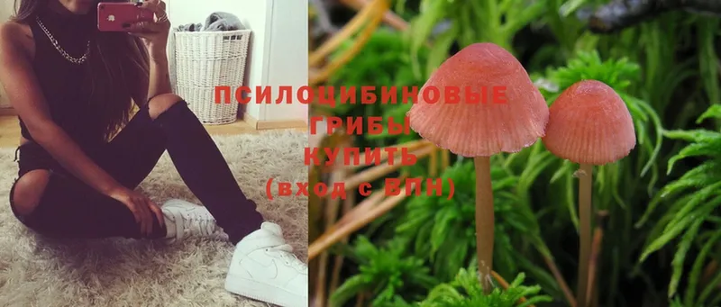 kraken ССЫЛКА  Партизанск  Псилоцибиновые грибы Psilocybine cubensis 